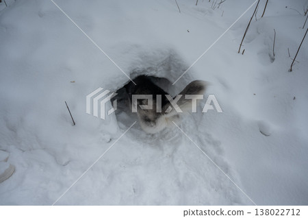 Siberian husky dog entering snow tunnel in winter forest, funny view of fluffy tail. Siberian husky dog entering snow tunnel in winter forest, funny view of fluffy tail. 138022712