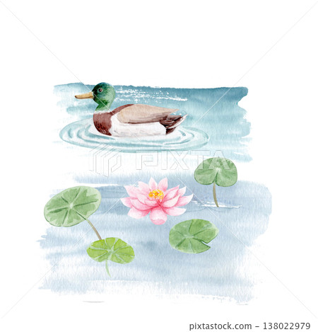 Mallard duck swimming on pond with lotus flower and leaves, peaceful water scene. Watercolor illustration isolated on white, decorative element for garden design, wildlife, cards, natural backgrounds 138022979