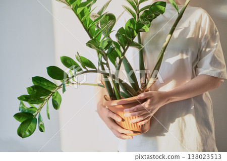 Female hands holding green zz plant potted in terracotta planter indoors 138023513