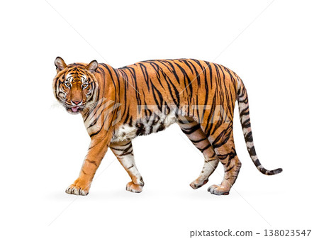 royal tiger (P. t. corbetti) isolated on white background clipping path included. The tiger is staring at its prey. Hunter concept. 138023547