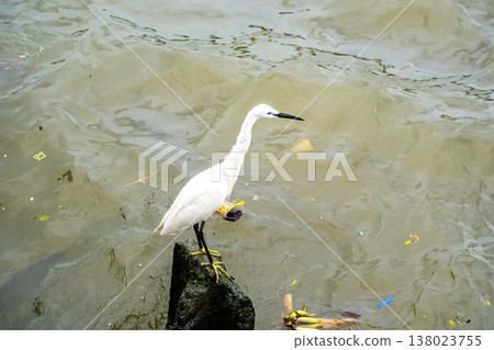 Egret Standing on Rock Egret Standing on Rock 138023755