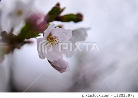 Cherry trees wet with rain 138023972
