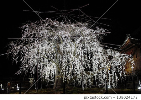 Noyori Hachiman Shrine's weeping cherry blossoms illuminated Noyori Hachiman Shrine's weeping cherry blossoms illuminated 138024172