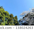 Blue sky, cherry blossoms, and lush green trees (Spring natural scenery - background material) 138024263