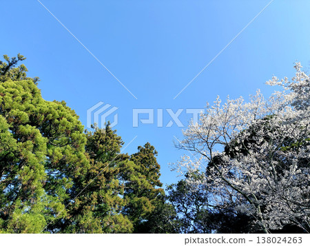 Blue sky, cherry blossoms, and lush green trees (Spring natural scenery - background material) Blue sky, cherry blossoms, and lush green trees (Spring natural scenery - background material) 138024263