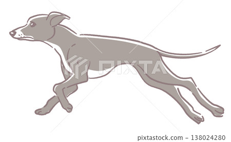 義大利靈緹犬插圖。向量圖素材。 義大利靈緹犬插圖。向量圖素材。 138024280