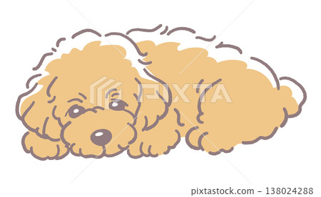 Illustration material of a dog, a toy poodle. Vector illustration material. Illustration material of a dog, a toy poodle. Vector illustration material. 138024288