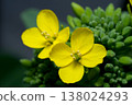可愛的黃色小松菜花 138024293