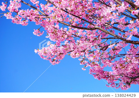 陽光櫻花在藍藍的天空 138024429