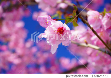 The pink-hued Yokozakura cherry blossoms 138024432
