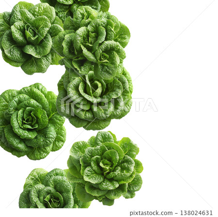 Multiple fresh green lettuce heads arranged in a seamless pattern, isolated on white background, concept of healthy food Multiple fresh green lettuce heads arranged in a seamless pattern, isolated on white background, concept of healthy food 138024631