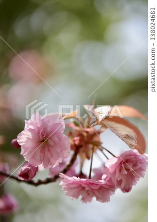 春天的公園裡，重瓣櫻花開始盛開。 138024681