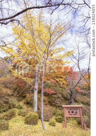 福島縣山津里山上的銀杏樹 福島縣山津里山上的銀杏樹 138024855