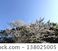 Blue sky and cherry blossoms in full bloom (Spring natural scenery - background material) 138025005