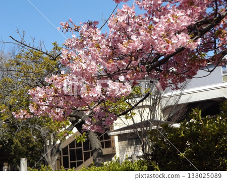 Kawazu cherry blossoms in full bloom in front of Inage-kaigan Station Kawazu cherry blossoms in full bloom in front of Inage-kaigan Station 138025089