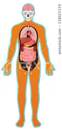 Human Body Diagram with Internal Organs and Brain Human Body Diagram with Internal Organs and Brain 138025159