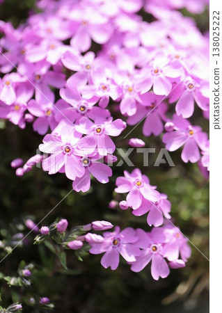 The vibrant pink moss phlox has begun to bloom in the spring garden. The vibrant pink moss phlox has begun to bloom in the spring garden. 138025222