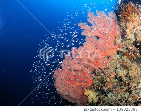 Soft coral and red anthias Soft coral and red anthias 138025383