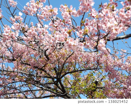 Kawazu cherry blossoms in full bloom in front of Inage-kaigan Station Kawazu cherry blossoms in full bloom in front of Inage-kaigan Station 138025452