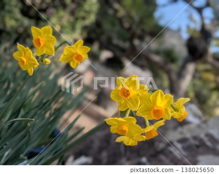Yellow daffodils Yellow daffodils 138025650