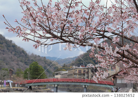 京都府宇治市江戶彼岸櫻花 138025652