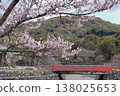 Edohigan cherry blossoms in Uji City, Kyoto Prefecture 138025653