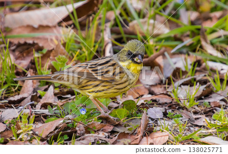 Cute little bird: Yellow Bunting Cute little bird: Yellow Bunting 138025771