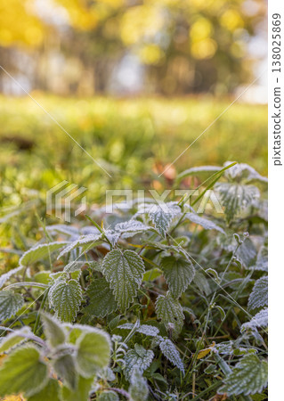 the green grass and yellow foliage of the trees are covered with white frost after the first night frosts in the autumn season, park and the grass is covered with frost, on some plants the frost has the green grass and yellow foliage of the trees are covered with white frost after the first night frosts in the autumn season, park and the grass is covered with frost, on some plants the frost has 138025869