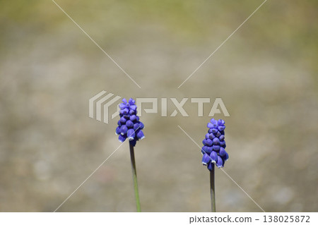 穆斯卡里花 穆斯卡里花 138025872