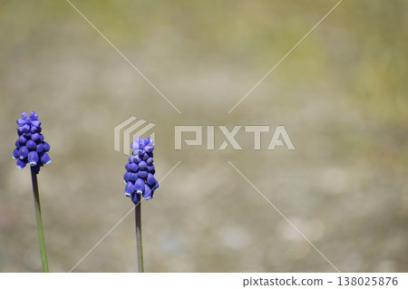 Muscari flowers 138025876