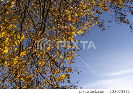 birch foliage in the autumn season against the background of the blue sky in sunny weather birch foliage in the autumn season against the background of the blue sky in sunny weather 138025881