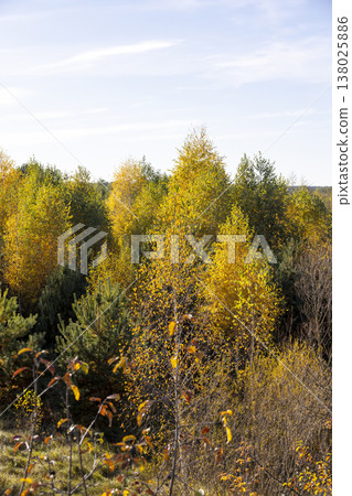 colorful foliage of deciduous trees, yellow foliage of birch trees in the autumn season before sunset , beautiful foliage of trees before leaf fall 138025886