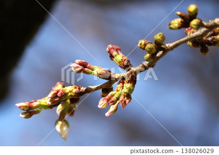 櫻花等待春天的花蕾 櫻花等待春天的花蕾 138026029