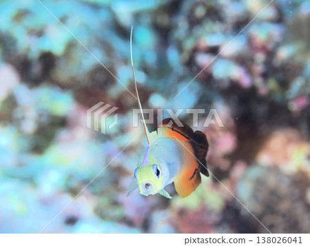 一隻打哈欠的蝦虎魚 一隻打哈欠的蝦虎魚 138026041