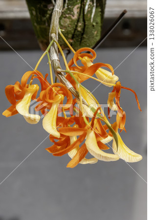 獨花石斛（Dendrobium unicum），花朵呈朱紅色 [蘭科] 138026067