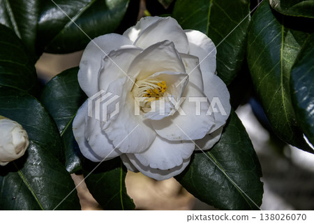 純白色山茶花 [山茶科] 138026070