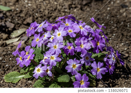 Primula vulgaris 'Sibsolpi' 稱為報春花。 138026071