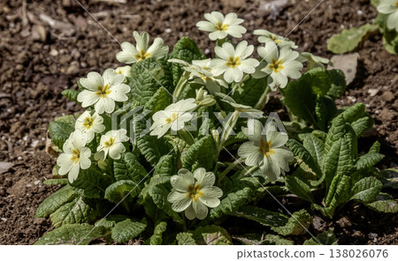 Primula vulgaris 'Sibsolpi' 稱為報春花。 Primula vulgaris 'Sibsolpi' 稱為報春花。 138026076