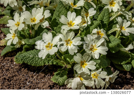 Primula vulgaris 'Sibsolpi' 稱為報春花。 138026077