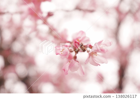 Weeping cherry blossoms bathed in the soft spring light 138026117