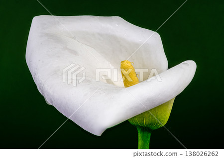 White Calla Lily Flower Macro With Yellow Spadix And Dew White Calla Lily Flower Macro With Yellow Spadix And Dew 138026262