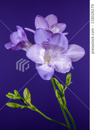 Purple Freesia Flower Branch with Water Drops on Purple Background Purple Freesia Flower Branch with Water Drops on Purple Background 138026279