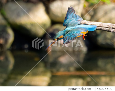 Kingfisher diving action in mid-air Kingfisher diving action in mid-air 138026300