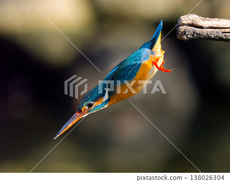 翠鳥在空中俯衝 138026304