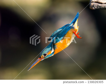 Kingfisher diving action in mid-air Kingfisher diving action in mid-air 138026305