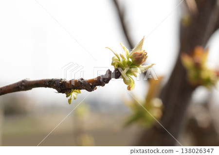 榅桲樹芽 138026347