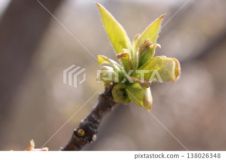 榅桲樹芽 138026348
