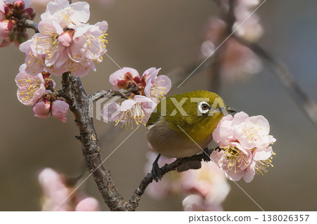 White-eye that sucks the nectar of plum blossoms 138026357