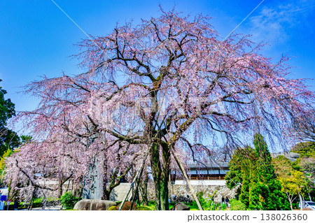 Tokyo, Fuchu City, Togo-ji Temple, Weeping Cherry Tree 138026360