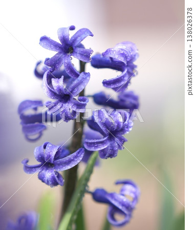 美麗的球根花卉:風信子 美麗的球根花卉:風信子 138026378